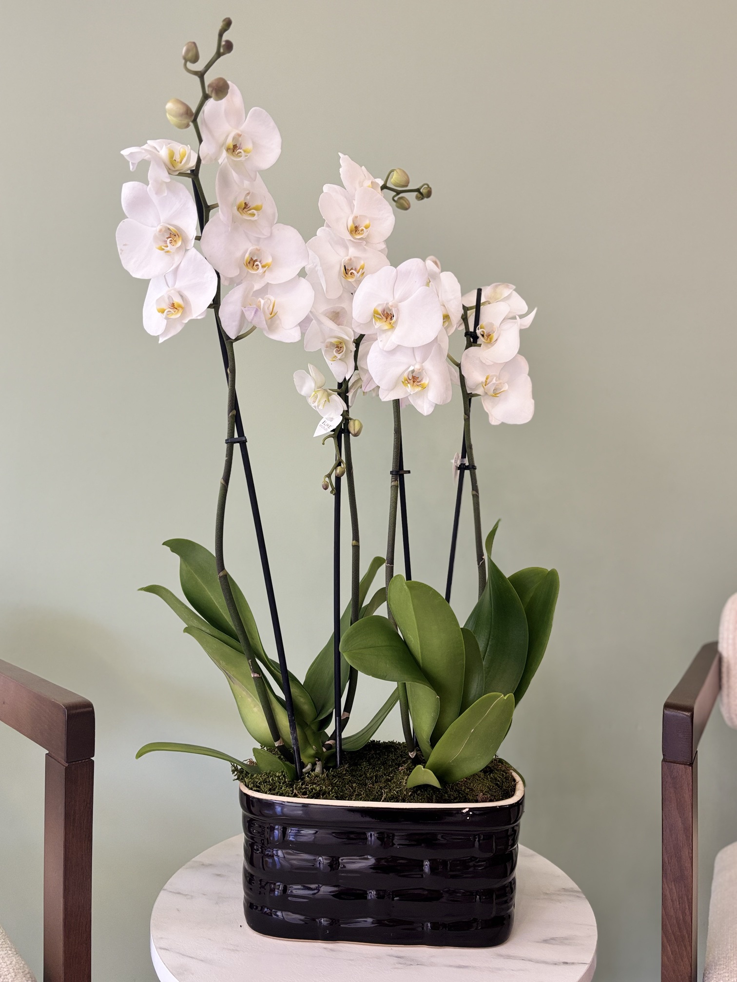 4 Dallı Beyaz Orkide